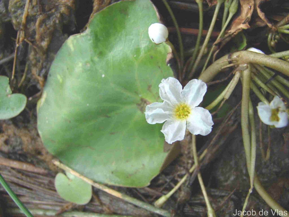 Nymphoides hydrophylla (Lour.) Kuntze